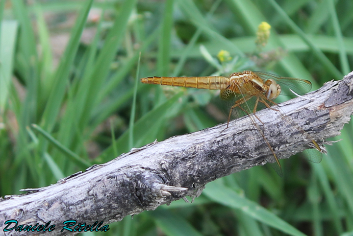 Richiesta identificazione, grazie! Crocothemis erythraea